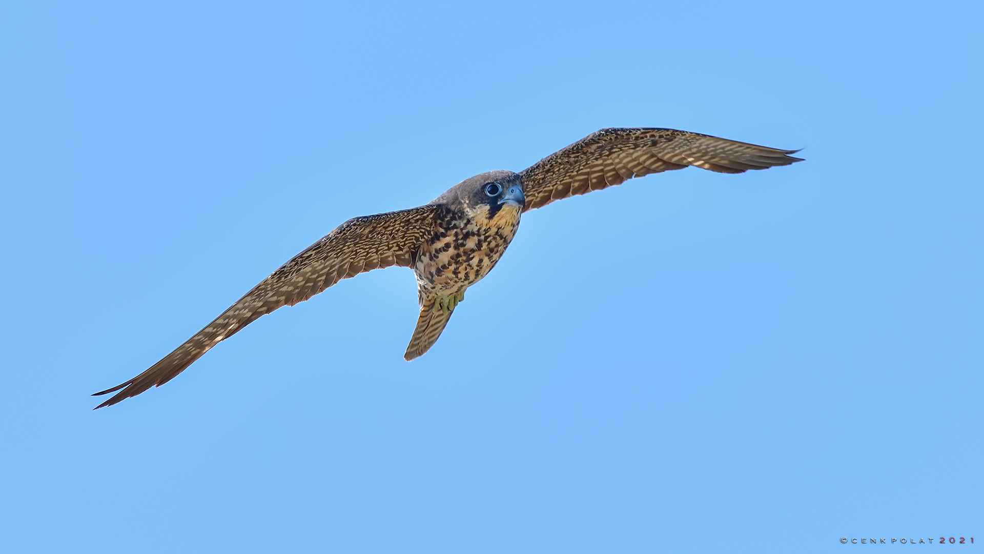 Eleonora's Falcon
